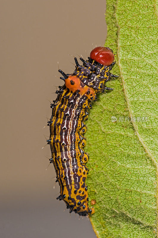 红背毛虫(Schizura concinna)是一种食苹果树叶的齿蛾科飞蛾。